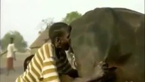 Un paysan souffle dans le cul d'une vache