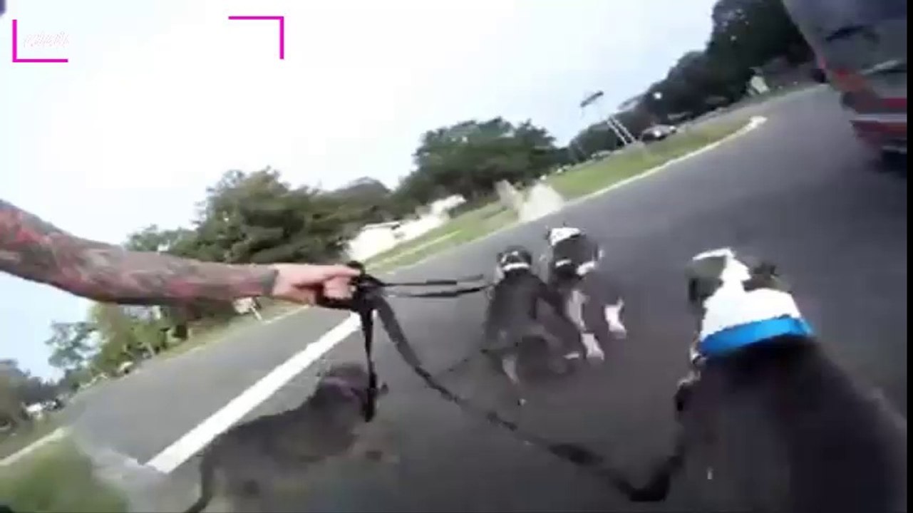 Du skateboard avec 4 pitbulls