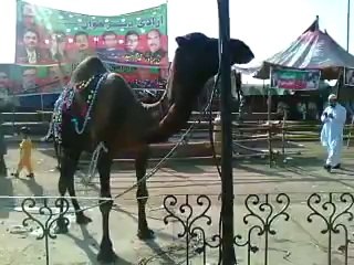 انقلاب مارچ میں قربانی کا اونٹ درود پاک سن کر کس طرح جھوم رہا ہے