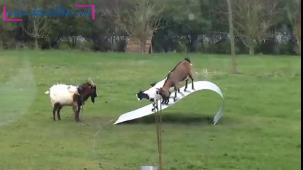 Chèvres en équilibre