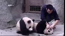 Cute Pandas Don   t Want To Take Their Medicine
