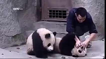 Cute Pandas Don   t Want To Take Their Medicine
