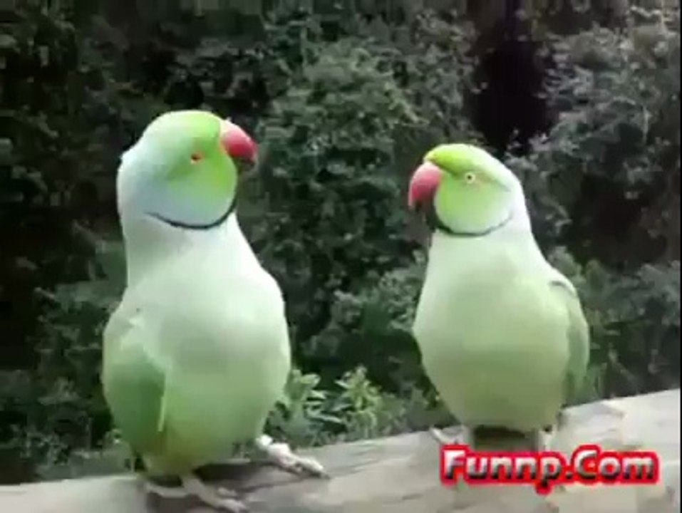 Parrots Having a Dialogue