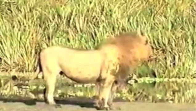 Lions Attack & Kill Hyena - Lions Hyenas Wars