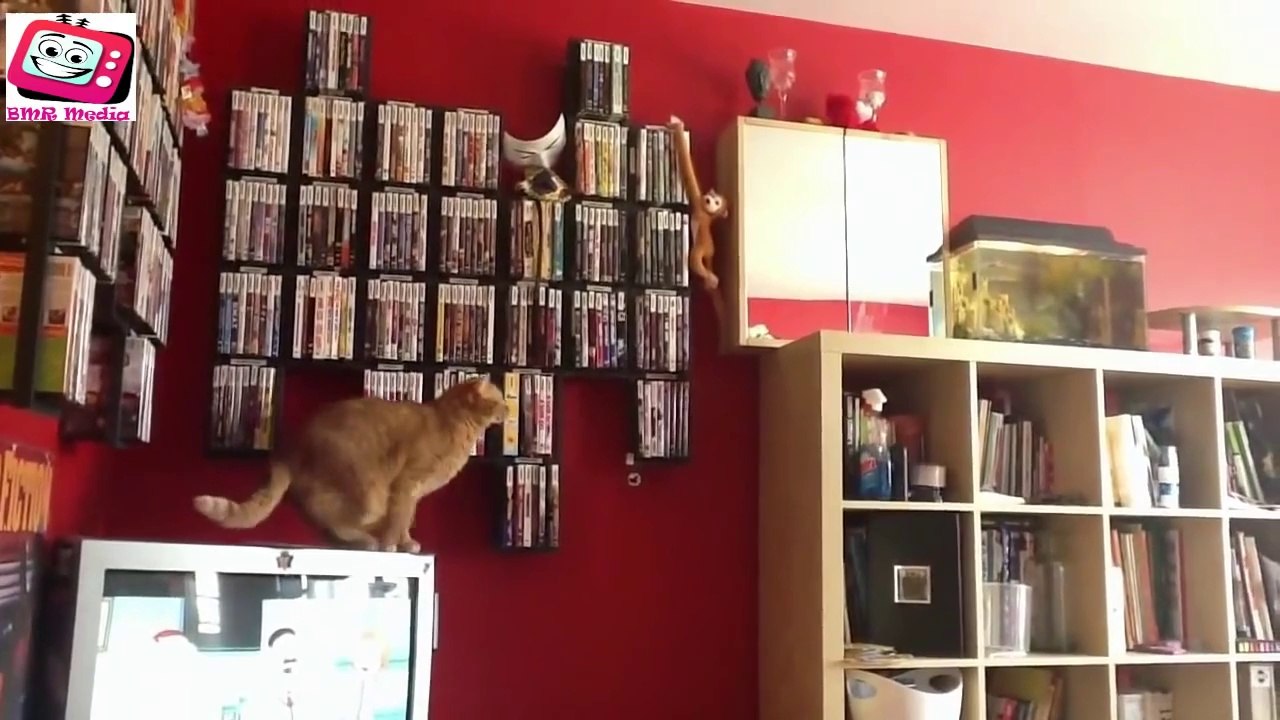 Top Funny Cats Compilation 2014