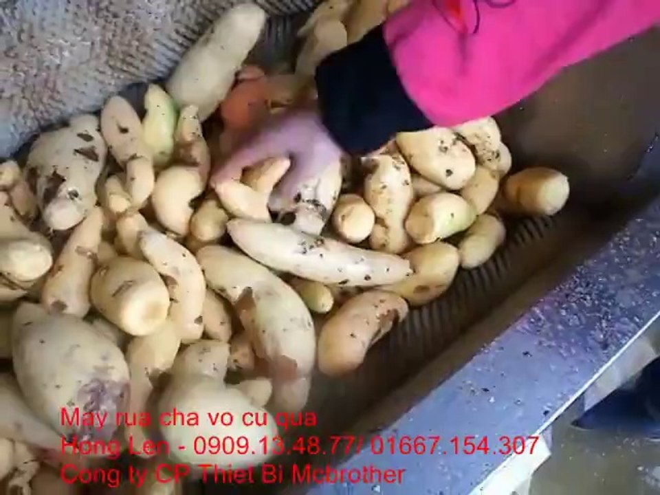 Máy rửa củ quả, máy rửa củ quả, may rua cu qua, may rua ca rot, khoai lang, khoai tay