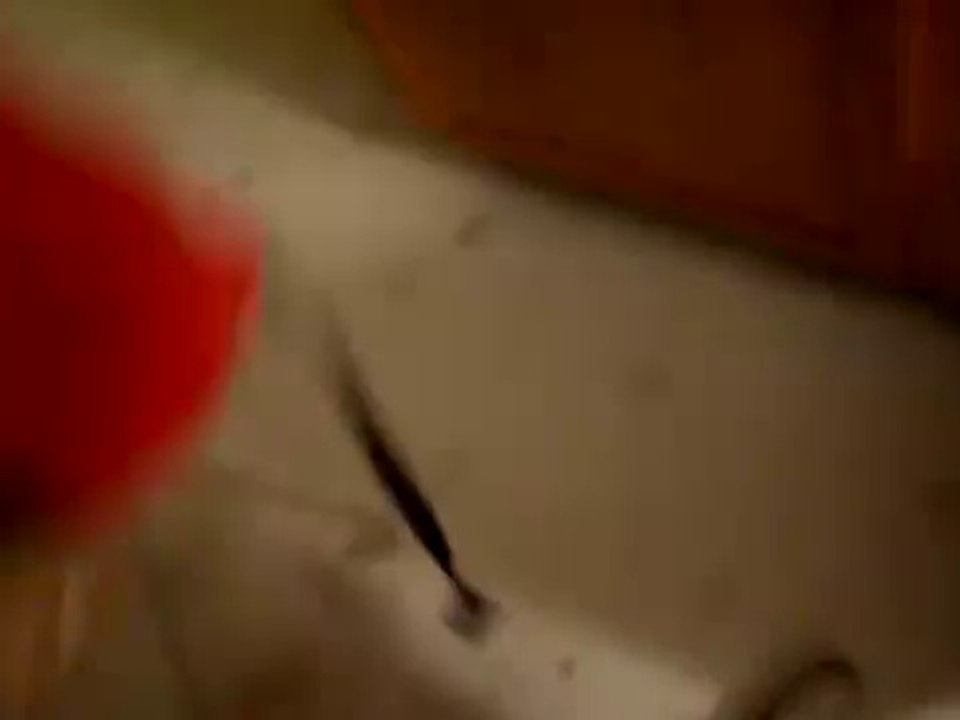 dog wanna go for a walk - bichon frise