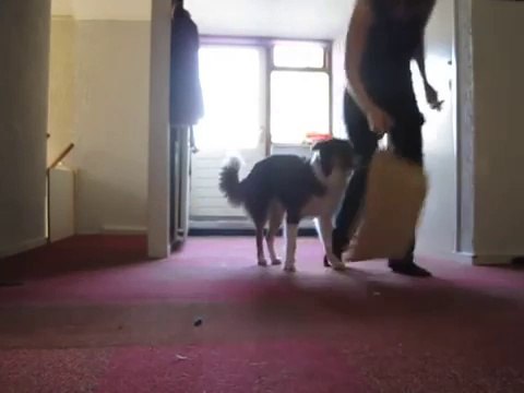 Swift Clickertraining 01-08-2011