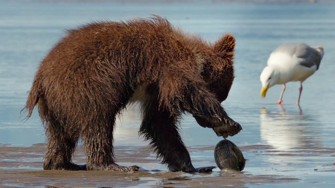 Grizzly - Extrait #2 'Les Palourdes' [VO|HD1080p]