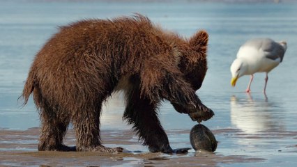 Grizzly - Extrait #2 'Les Palourdes' [VO|HD1080p]
