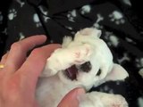 Tiny Bichon Frise Puppy Being Tickled - mybichon.co.uk
