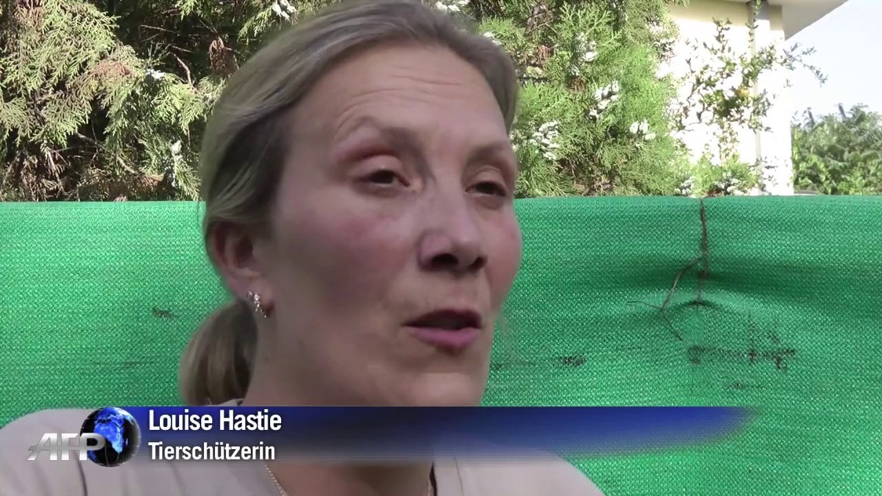 Grausame jagd auf straßenhunde in kabul