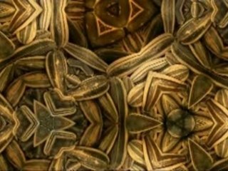 Ice cube kokane - Spittin Pollaseeds