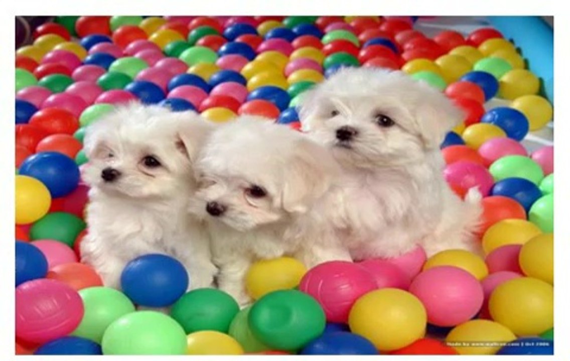 Useful Tips For Bichon Frise Training