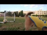 FUNNY ANIMALS WORLD CUP FINAL - FUNNIEST ANIMALS FOOTBALL CLIPS