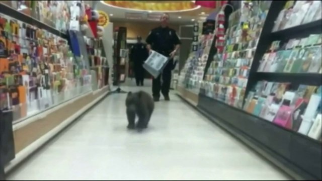 Un ourson perdu dans un supermarché de l'Oregon