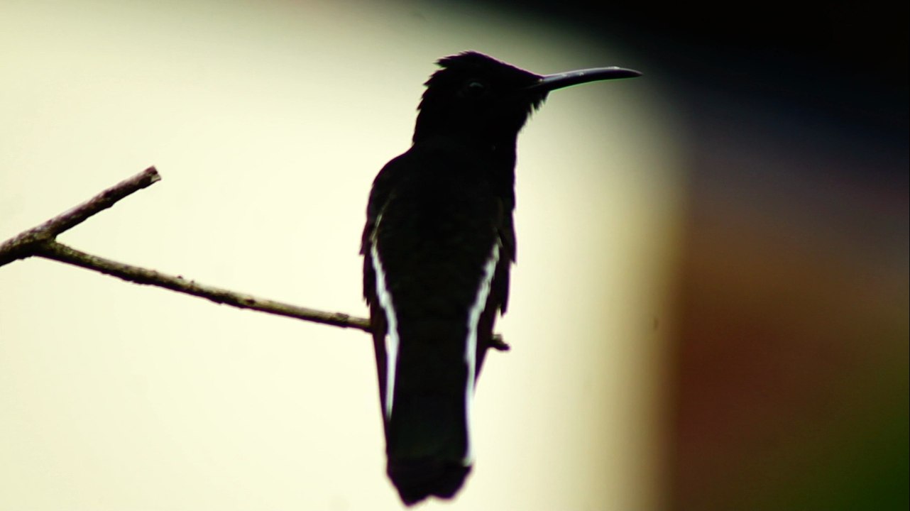 Birdwatching, Ubatuba, SP, Brasil, Marcelo Ambrogi, (6)
