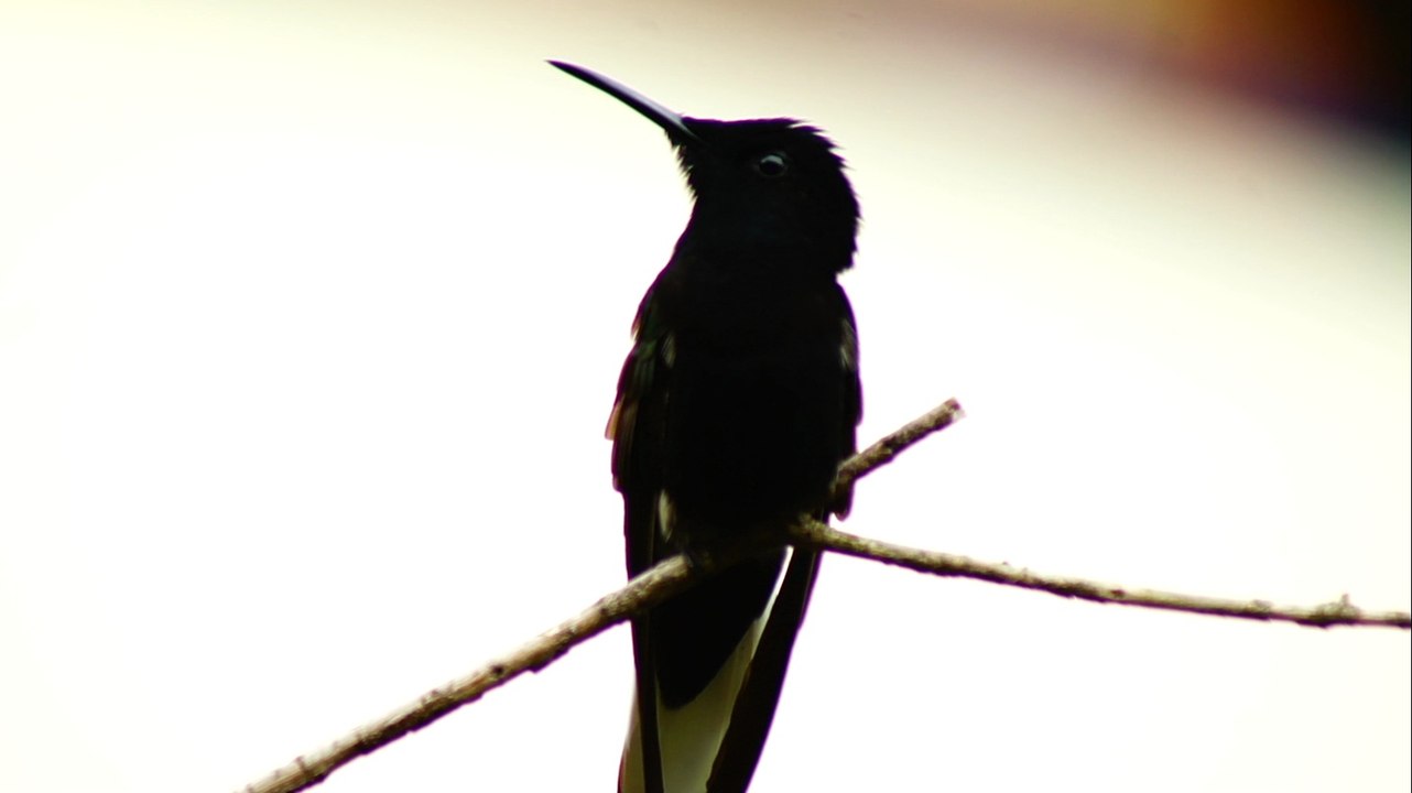 Birdwatching, Ubatuba, SP, Brasil, Marcelo Ambrogi, (9)