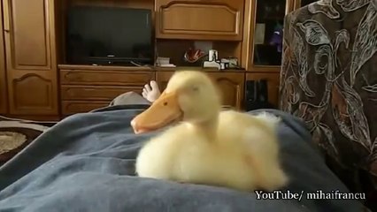 Snoring Duck