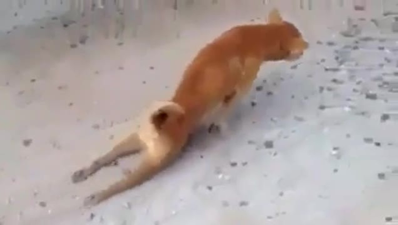 Chien traine les pattes