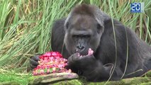 Un gros gâteau pour Zaire, la doyenne des gorilles du zoo de Londres