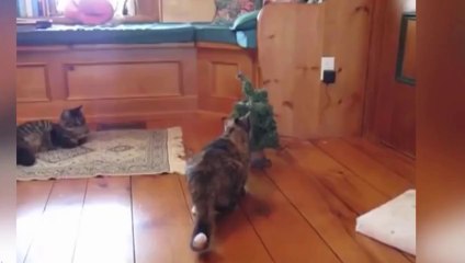 Gördüğüm En İyi Kedi Videolarından Biri - Oha be!