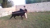 ANGRY BULL EID UL AZHA 2014