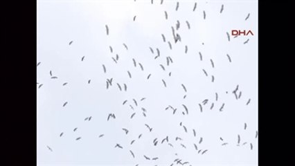 Atatürk Havalimanı'nda Kuş Alarmı