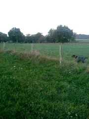 disco à la chasse aux perdreaux