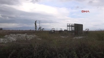 Aydın Pamuk Tarlasında Yüksek Gelirim Öldürdü