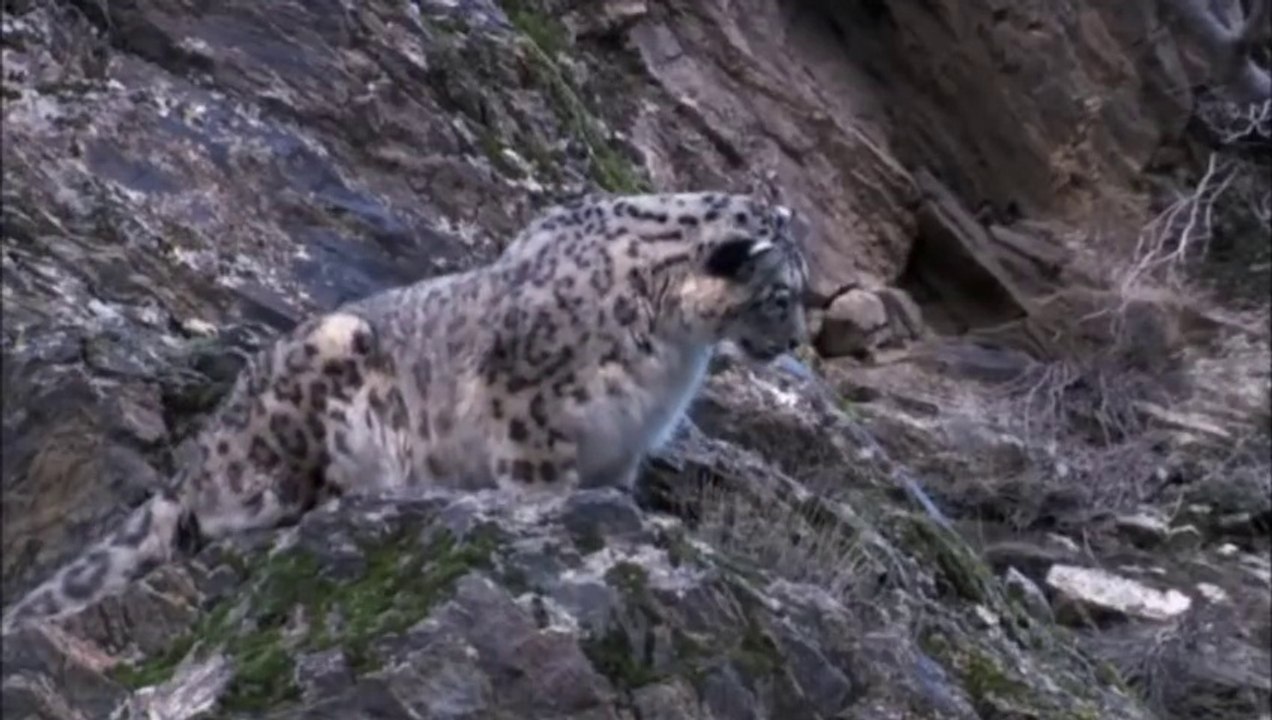 Snow Leopard Chasing Markhor, Karakoram Range, Pakistan - video Dailymotion