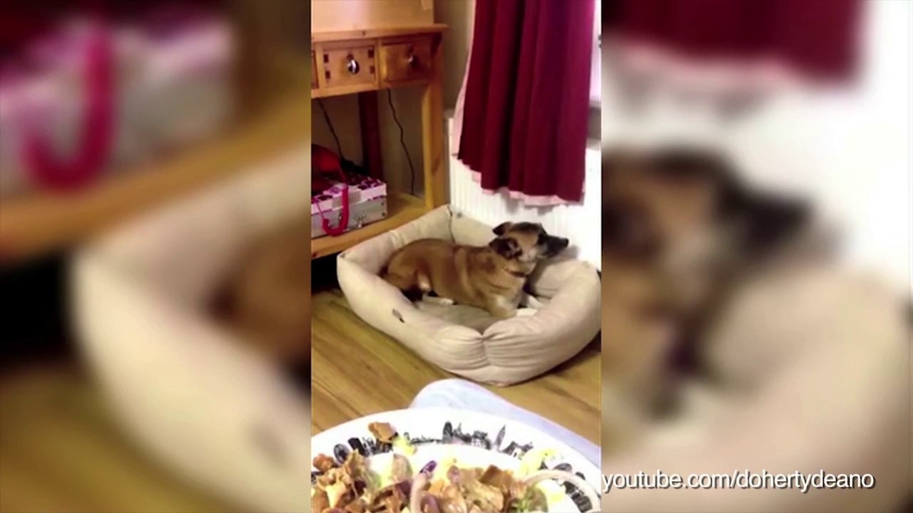 Ces chiens ne sont pas discrets quand ils envient le repas de leurs maîtres