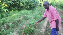 Bio-Landwirtschaft in der Sahelzone