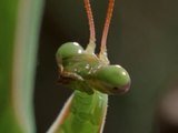 Praying Mantis eats the head of her mate