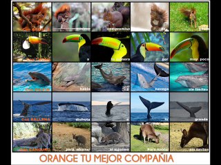 VIDEO CON FELICITACIONES MIAS A ORANGE POR SU 8 CUMPLEAÑOS!