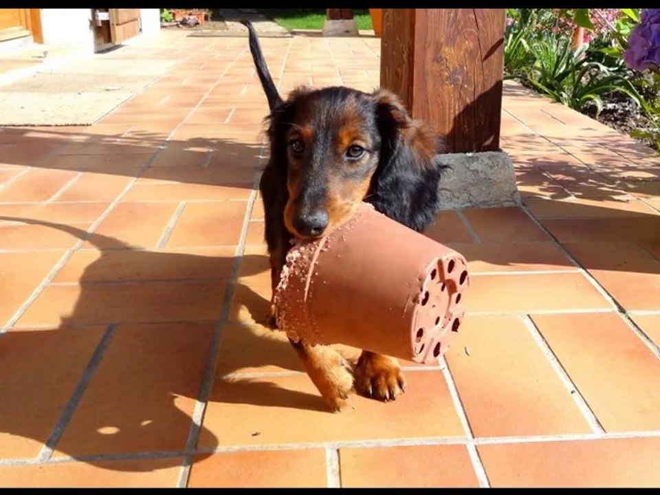 Passion de teckels de tout poils toutes tailles et couleurs un ans déja