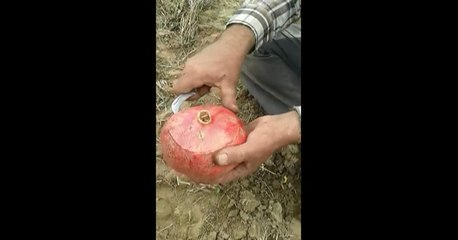 Nar Nasıl Soyulur? İzliyoruz..