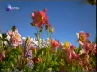 Flores y civilizacion: La evolucion de las plantas