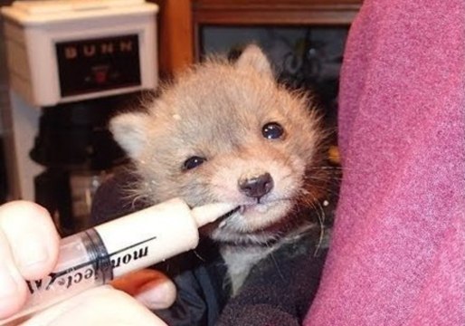 Cute Baby Fox Gets Rescued by Human Friends