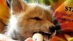 Baby Fox Recovers After Being Rescued by Human Friends