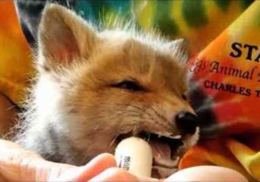 Baby Fox Recovers After Being Rescued by Human Friends