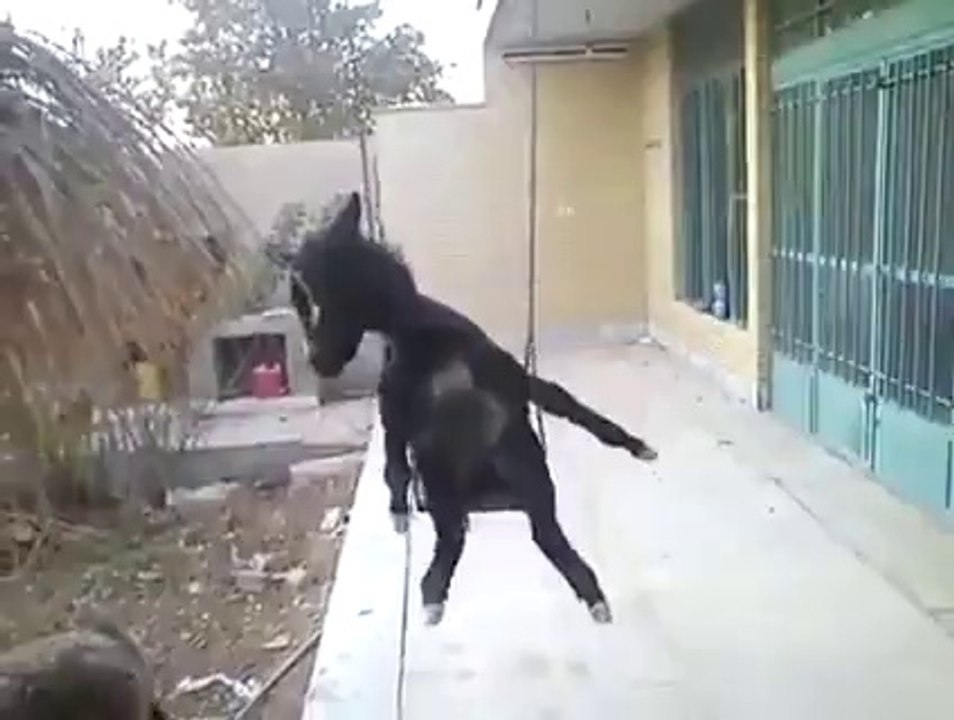 funny Donkey swing