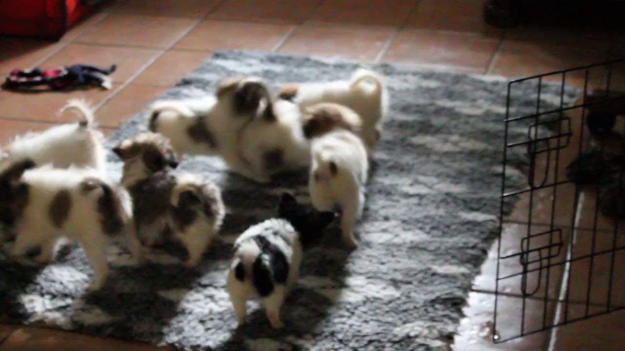 petits jeux entres chiots phalène du clos des gres