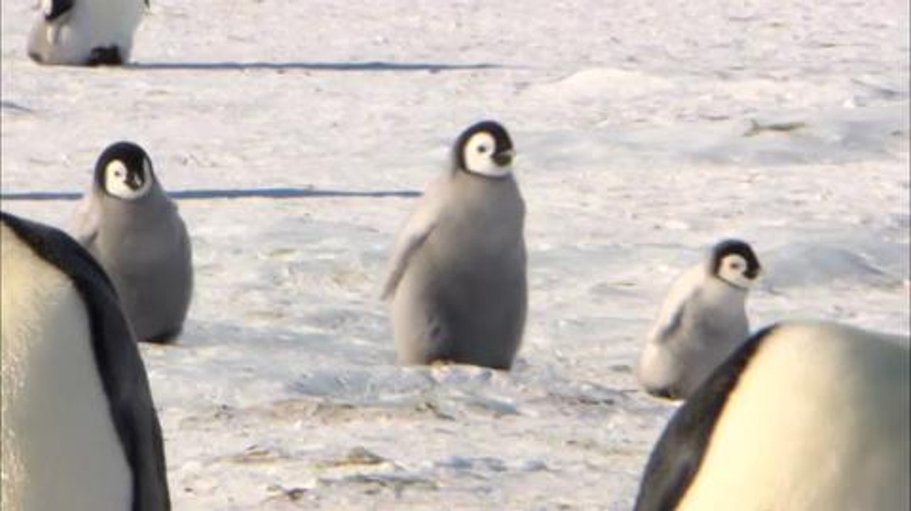 Pengi und Sommi die neue Reise der Pinguine - Trailer (Deutsch) HD