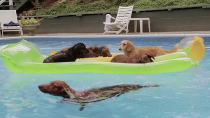 Parodie de la série DAWSON avec des teckels!