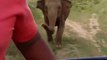 Un éléphant sauvage charge une Jeep en plein safari au Sri Lankan!