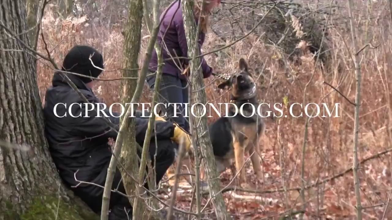 MANSCENT TRACKING WITH CC PROTECTION DOGS | CCPROTECTIONDOGS.COM