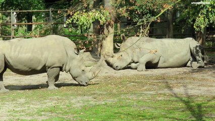 La fin des rhinocéros blancs