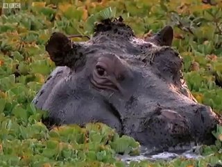 Lion Cub Falls in the Water - Little Big Cat - BBC
