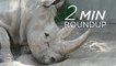 Death of a rare rhino, record poaching arrests and a campaign to end the fur trade